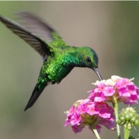 colibri (@colibri575490) 's Twitter Profile