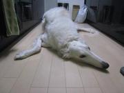 趣味：歌うこと(テナー)、卓球（中ペン粒高）。ぼるぞいは犬のborzoiから取って来てます。