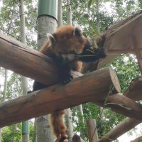 。。。 (@afe1_) 's Twitter Profile