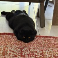 Queue 🇿🇦🎌 🇪🇸 (@dna_barcelona) Twitter profile photo