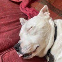 Nana Shortie🏴 and Uncle Big Sniff 🌈 (@dawnfionajohns1) 's Twitter Profile