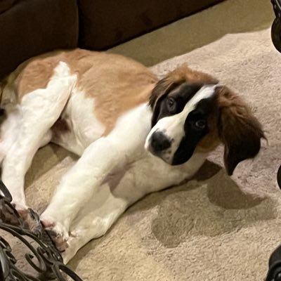 tonkin_jean's profile picture. Wife, mother, lover of our big paws, huge dogs, and love to smoke anything that fits in my Traeger. CO is home. Family is everything!
