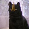 anahinavarroa's profile picture.
