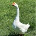 GaelicGooseOnTheWhiteHouseLawn (@plainandcommon) Twitter profile photo GaelicGooseOnTheWhiteHouseLawn (@plainandcommon) Twitter profile photo