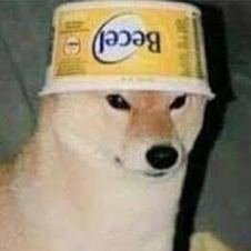 dogwifbucket's profile picture. 