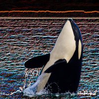 The0rca (@the0rca) 's Twitter Profile Photo