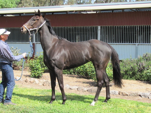 bfway's profile picture. Tragic horse owner, sports lover, part of the hopeful Quail Kings , Views my own for a bit of fun.