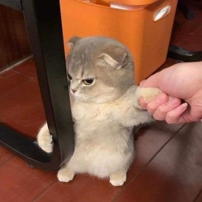 degendp's profile picture. Just don't panic!
Available for hire as a Mod/Raider!
Mod 24/7 ; Raider 6h/d . DM !