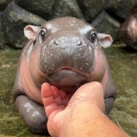 🦛Wow! 🆗ko (@wakeko_t) 's Twitter Profile Photo 🦛Wow! 🆗ko (@wakeko_t) 's Twitter Profile Photo