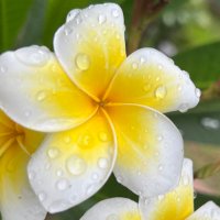 ホアロハウクレレ (@ukulelehoaloha) Twitter profile photo