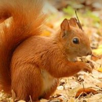 un écureuil (@ecurieuil) 's Twitter Profile