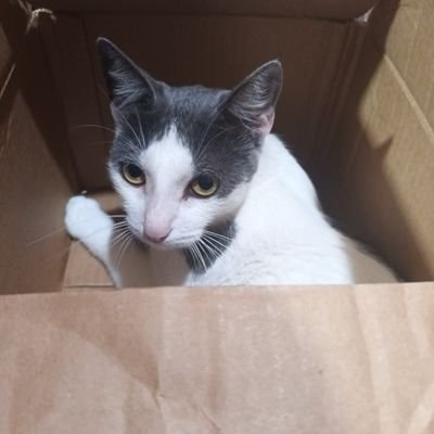 sebastnoir's profile picture. 