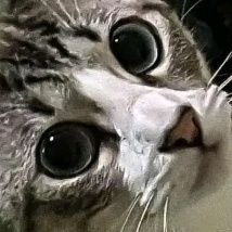 andray_anca's profile picture. 