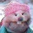 Elmo Muskrat (@muskrattio) 's Twitter Profile Photo Elmo Muskrat (@muskrattio) 's Twitter Profile Photo