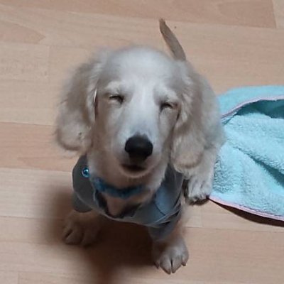 酒飲み好き用のLINEスタンプ作ってます!
好きなことはDIY、ゲーム、マンガ、ドラマ、お酒、おつまみ作り!自分で2段ベットも作ったり、ゲームはSwitchとPSでスプラやゼルダ、GTAなど。マンガは東リべやスパファミ他多数。ドラマ全録画!基本インドア派💦犬好きでダックスLOVE🥰