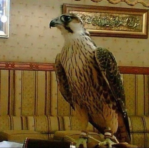 abobader1978's profile picture. 