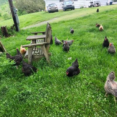 SuzyQTruth71's profile picture. Enjoy simple pleasures. Small homstead. Appreciate the beauty of nature and enjoy work . So rewarding.