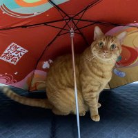 ねこ🐈🐈⬛🦋🍠🌰🎃🎤🐰 (@nekotonekobl) 's Twitter Profile Photo ねこ🐈🐈⬛🦋🍠🌰🎃🎤🐰 (@nekotonekobl) 's Twitter Profile Photo