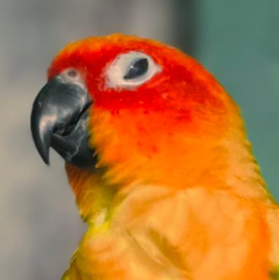 Chica'Ppさんのプロフィール画像