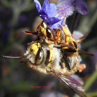 🐞Fanntastic Photos🐞 (@fanntastic82) 's Twitter Profile