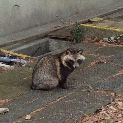 kimushinko's profile picture. 