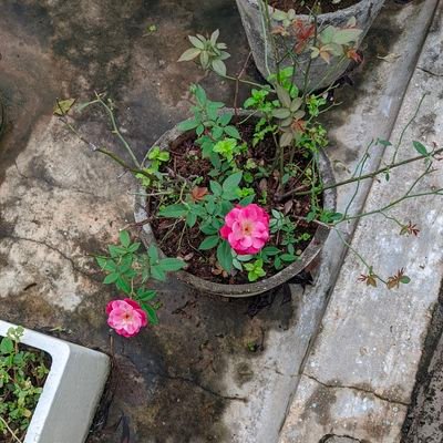 iamramesh72's profile picture. 