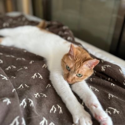 mugihinatazaka's profile picture. 日向坂 NBA キャンプ 猫好き おひさまフォロー歓迎！ このちゃんと最近りなしを推してます！！ 無言フォローオッケーです！ 乃木坂も気になり始めてます… おひさまは基本フォロバします。どうぞお気軽に。 東京で1人で掃除屋やってます。ヲタ部屋清掃は私にお任せを…
