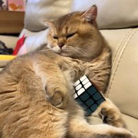cryptosfo (@cryptosfo) 's Twitter Profile