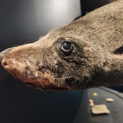 cryptonoonsk's profile picture. 