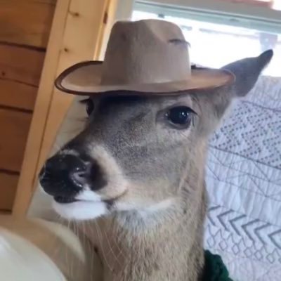 leepeeballs's profile picture. your body resembles a wild hyena