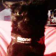 TojoRCat's profile picture. Al séptimo día Dios descansó, pero yo no y creé a Chuck Norris. Comedme los huevos, saben a jamón. (Parodia)