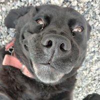 Coogla (@bigcoogla) 's Twitter Profile