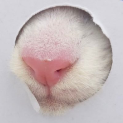 お家に猫のキキちゃんとメメちゃんとギンちゃんがゆる〜く生息しています♪時々トラキチちゃんとラテちゃんとライちゃんとロアちゃんが出現します♪ 他にもたくさんのお友達が出現します♪DM❌無言フォロー失礼します∩^ω^∩ ご迷惑をお掛けしますが、当アカウントはポストのみとさせて頂きます∩^ω^∩