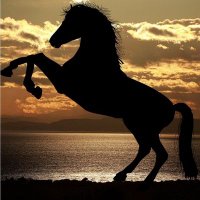 سعد بن ناجي (@saadnaji18) Twitter profile photo