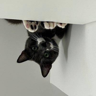 fleurbow's profile picture. Ma passion dans la vie ? mon chat