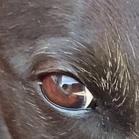 Robbie Grey#proudtobeananimalextremist (@robbiegrey2) 's Twitter Profile Photo Robbie Grey#proudtobeananimalextremist (@robbiegrey2) 's Twitter Profile Photo