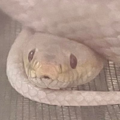 Saaasacute's profile picture. 뱀을 좋아해요