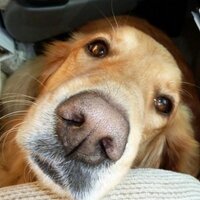CalifFollies (@not_twitting) 's Twitter Profile
