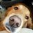 not_twitting's profile image