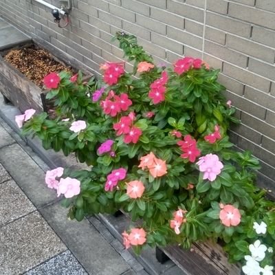 mos_soba's profile picture. 