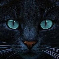 Yaser Mohammadireykandeh (@yasermo31221112) 's Twitter Profile