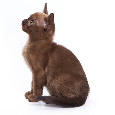 NoahJackso43386's profile picture. 