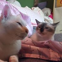 さじかげん(相田) (@sajikagenb14) 's Twitter Profile