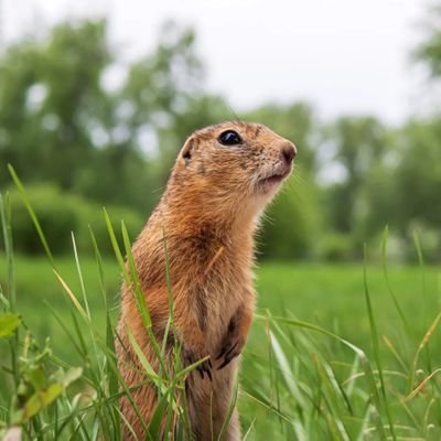 NgeiLoyd's profile picture. Gopher, Artisan