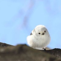 十六夜 (@pa_pi_ko_love) 's Twitter Profile