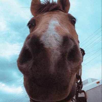 ShyDream2's profile picture. 21 - they/them