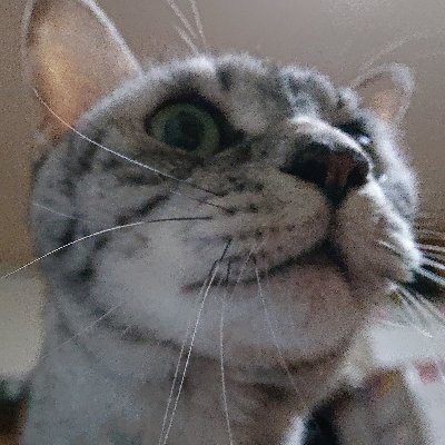 今迄使っていたアカウントが一時的に使えなくなったことがきっかけでこちらのアカウントを作成しました。好きな女優さん専用アカウントとして使用しています。基本的にいいねとリツイート、引用リツイートしかしませんが宜しくお願いします!