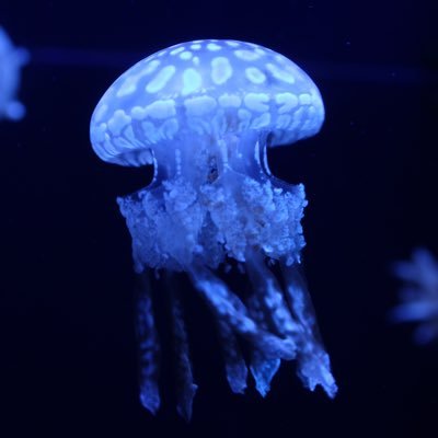 mikancam1's profile picture. お取引メインなのでほとんど呟きません。成人済み(25↑) ガッシュとプリティーのオタク。本垢提示可能です。