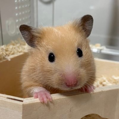 読書とハムスターが好きです♪感想文苦手なので一言程度で読了の記録を残しています☺️読むスピードも遅いので温かい目で見ていただけますと幸いですꕤ.·*.読書垢の皆さま無言フォロー 失礼いたします🙇🏻♀️