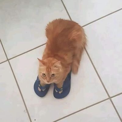 earlkaosdistro's profile picture. 